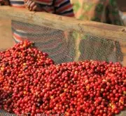 危地马拉COE第21名卡莫娜庄园信息 危地马拉精品咖啡风味介绍