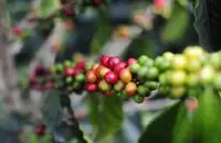 星巴克典藏咖啡-牙买加蓝山风味笔记 种植区故事介绍