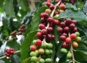 阿拉比卡咖啡豆外型大小与色泽特点 如何判断阿拉比卡ARABICA品种