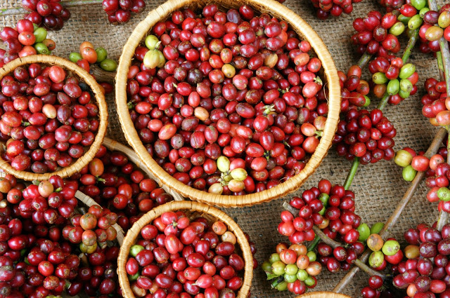 咖啡品种学，只认识阿拉比卡可不行-阿拉比卡演变出哪些品种？