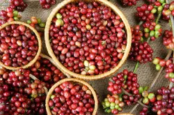咖啡品种学，只认识阿拉比卡可不行-阿拉比卡演变出哪些品种？