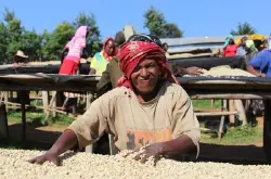 埃塞俄比亚咖啡产区，从合作社迈向单一小农的精品发展新趋势