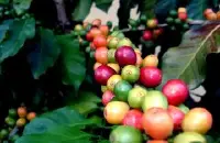 咖啡的起源与培植 星巴克咖啡如何种植 咖啡种植条件有什么特别