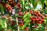 咖啡种植技术分享 咖啡的成长过程与种植条件 咖啡树的寿命只有…