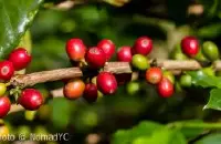 台湾咖啡的种植历史 台湾咖啡种植条件如何 咖啡种植技术的发展