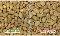 咖啡豆的性别之谜-什么是咖啡公豆和母豆 咖啡公豆和母豆的区别