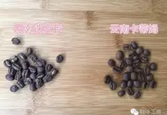 如何判断云南小粒咖啡是铁皮卡还是卡蒂姆？云南小粒咖啡好喝吗