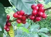 阿拉比卡种演变来的品种有哪些？肯德基阿拉比卡咖啡豆指的是……