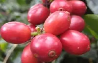 星巴克用的什么咖啡豆与肯德基阿拉比卡咖啡豆有什么区别？
