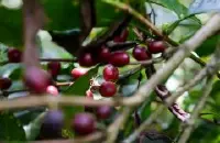 阿拉比卡是哪个国家?阿拉比卡咖啡的发源地-埃塞俄比亚Ethiopia!