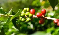 阿拉比卡咖啡豆特点介绍 不同种类的阿拉比卡咖啡多少钱一磅