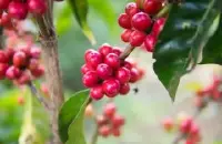 2017年巴拿马BOP传统水洗组冠军蕾莉达庄园卡杜艾水洗咖啡豆介绍
