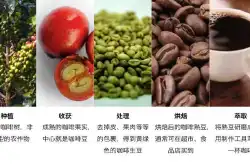 咖啡豆种类及特点 新手咖啡入门知识：咖啡豆分类制度介绍