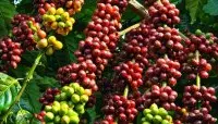 尼加拉瓜（COE）第3名 米耶瑞诩庄园水洗象豆咖啡介绍及冲煮建议