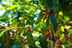 哥斯达黎加DOKA咖啡庄园故事详细介绍70多年历史的咖啡豆种植庄园参观体验
