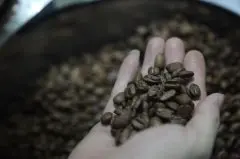 如何判断云南小粒咖啡是铁皮卡还是混血的卡蒂姆 卡蒂姆咖啡特点