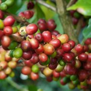 西达摩与耶加雪菲咖啡产区的特点区别 耶加雪菲咖啡豆风味口感介绍