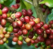 西达摩与耶加雪菲咖啡产区的特点区别 耶加雪菲咖啡豆风味口感介绍