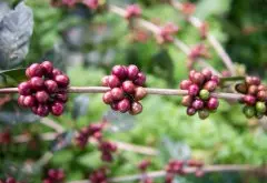 摩卡咖啡是什么，摩卡咖啡的种植条件，处理方式及风味特点。