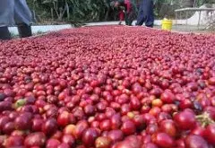 苏门答腊发展出独特湿刨法，使其咖啡豆持特有的地区性特殊芬芳
