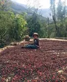巴拿马哈特曼庄园咖啡豆特色与风味及庄园来源等故事，简单说几个