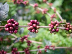 精品咖啡定义SCAA究竟是什么？精品咖啡豆的评价标准