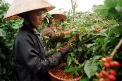 越南少数民族 尝试扭转越南咖啡名声