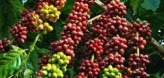 暴风庄园自然生态系统下的咖啡豆带有蓝山风味，那怎么冲好喝？