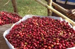 巴西咖啡豆的产区有哪些？巴西咖啡豆的特点
