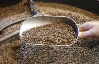 【咖啡养豆期】的秘密-咖啡豆什么要养？怎么养？养多久？