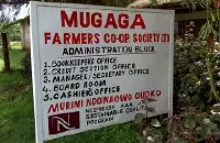 肯尼亚锡卡咖啡产区风味特点 木嘎嘎Mugaga蜂蜜处理厂信息介绍