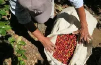 萨尔瓦多El Salvador糖葫芦庄园故事 千年马雅古城上种出精品咖啡