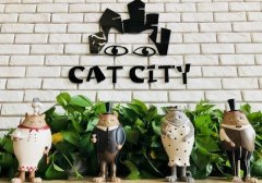 重庆吸猫咖啡馆推荐-双色猫猫吧 重庆宠物主题猫咪咖啡厅