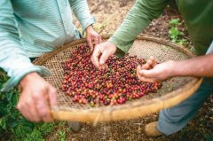 咖啡豆生产大国巴西大干旱 2018年底阿拉比卡咖啡豆恐涨价20％