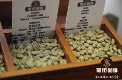 不同产区的帕卡马拉咖啡豆风味有什么区别|帕卡马拉咖啡豆价格表