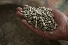 2018年咖啡生豆价格大跌，创10逾年新低