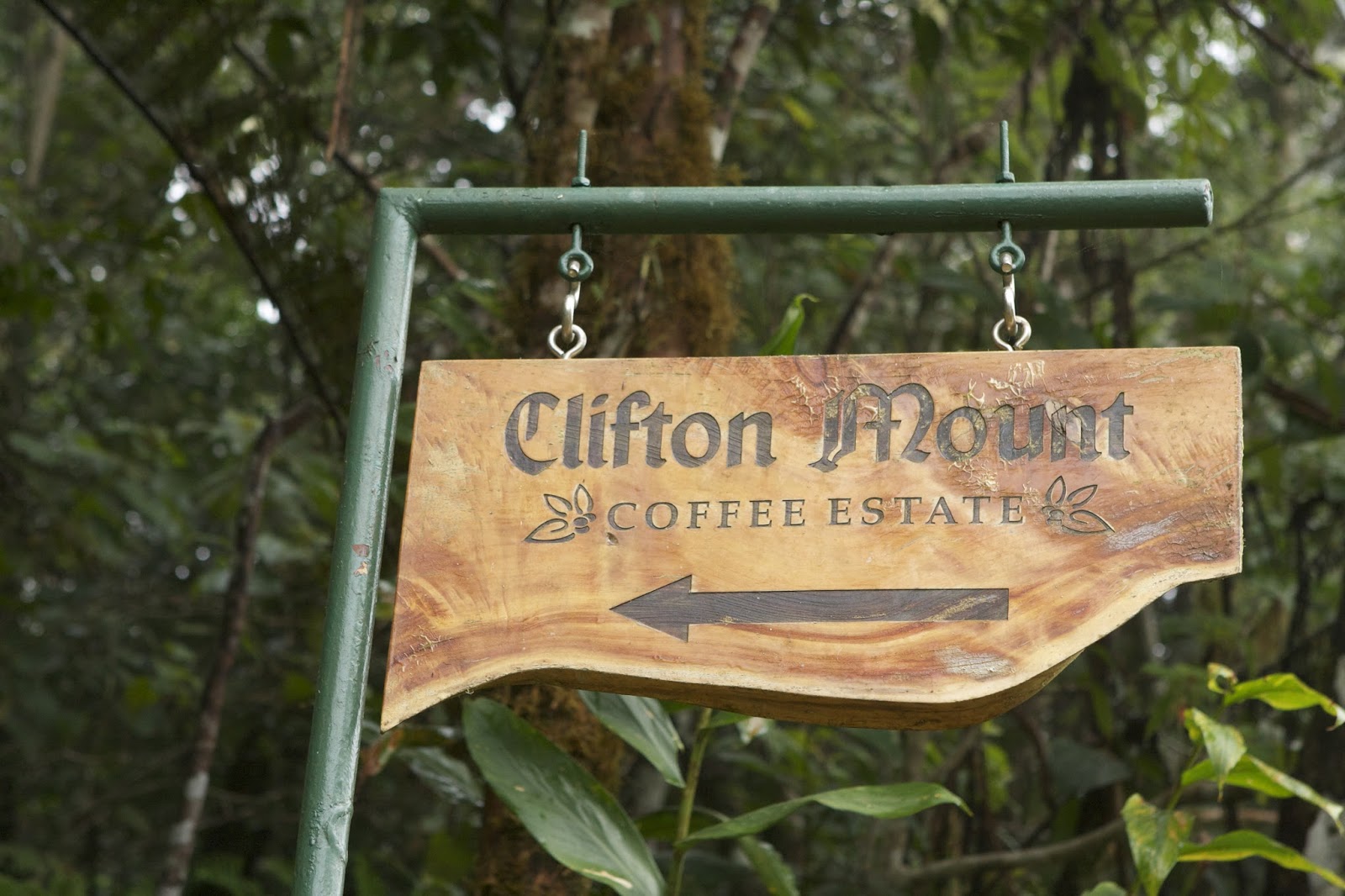 牙买加蓝山一号咖啡豆 古老的农场克里夫顿庄园蓝山咖啡特点介绍