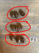 阿拉比卡豆和罗布斯塔豆的区别_罗豆 阿豆图片区别_咖啡罗豆怎么