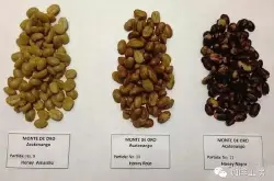 咖啡小白课堂丨咖啡生豆处理法，蜜处理的分级
