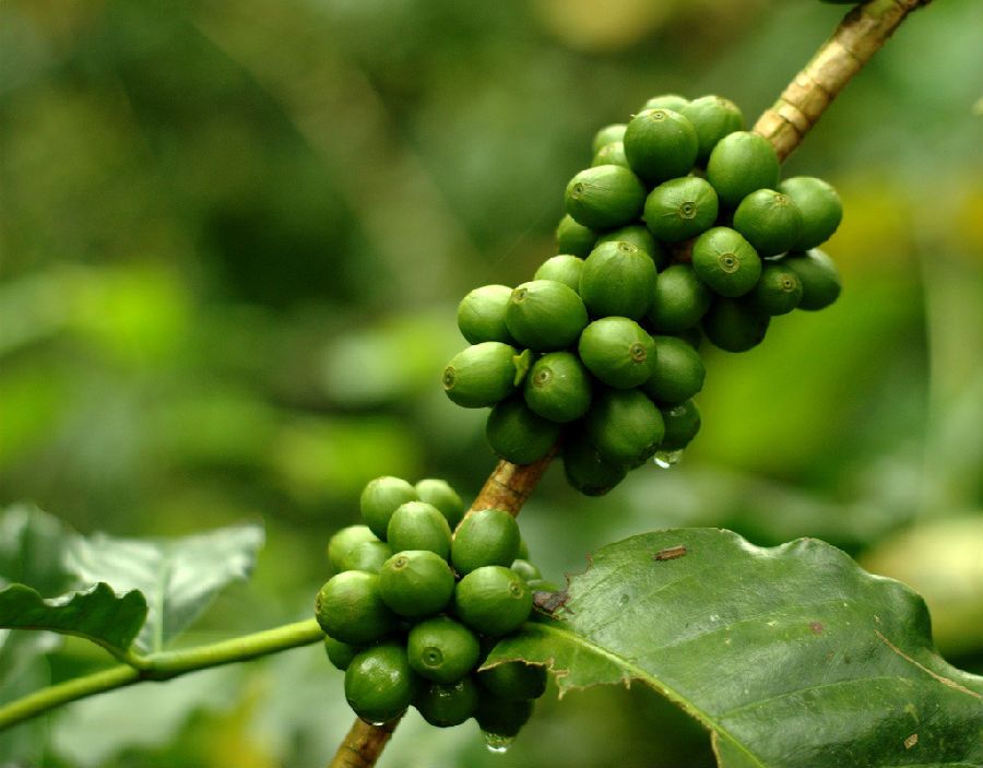 了解一颗咖啡从咖啡种子到咖啡树的生长过程！