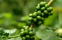 了解一颗咖啡从咖啡种子到咖啡树的生长过程！