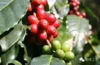 云南咖啡种植地区条件是什么？云南小粒咖啡的品质怎么样？