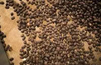 铁皮卡咖啡:咖啡店咖啡传统种类铁皮卡咖啡味道风味特点
