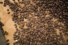 铁皮卡咖啡:咖啡店咖啡传统种类铁皮卡咖啡味道风味特点