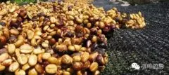 哥斯达黎加咖啡蜜处理过程种类介绍？黑蜜红蜜黄蜜处理特点区别