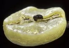 瑕疵豆是什么？瑕疵豆对咖啡有什么影响？非洲常见的瑕疵豆的种类