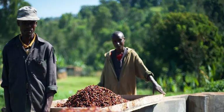 埃塞俄比亚咖啡|九大精品产区特色和咖啡交易制度
