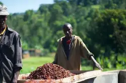 埃塞俄比亚咖啡|九大精品产区特色和咖啡交易制度