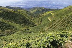 哥伦比亚精品咖啡豆产区产季风味特点口感为什么好介绍