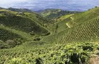 哥伦比亚的咖啡产区和产季介绍